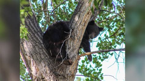 Mother bear, cub relocated from Louisville